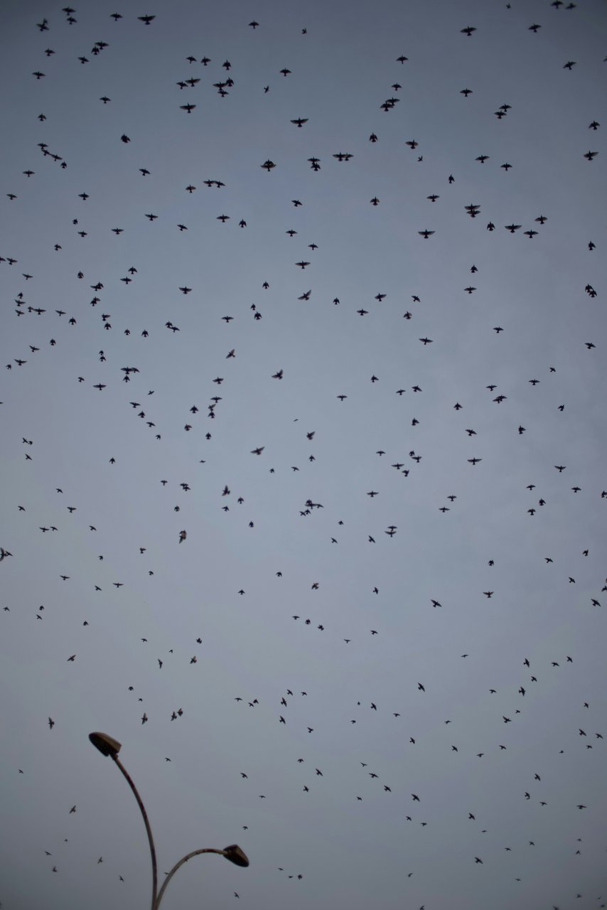 Estorninos (Autor: Bhargav Emani)