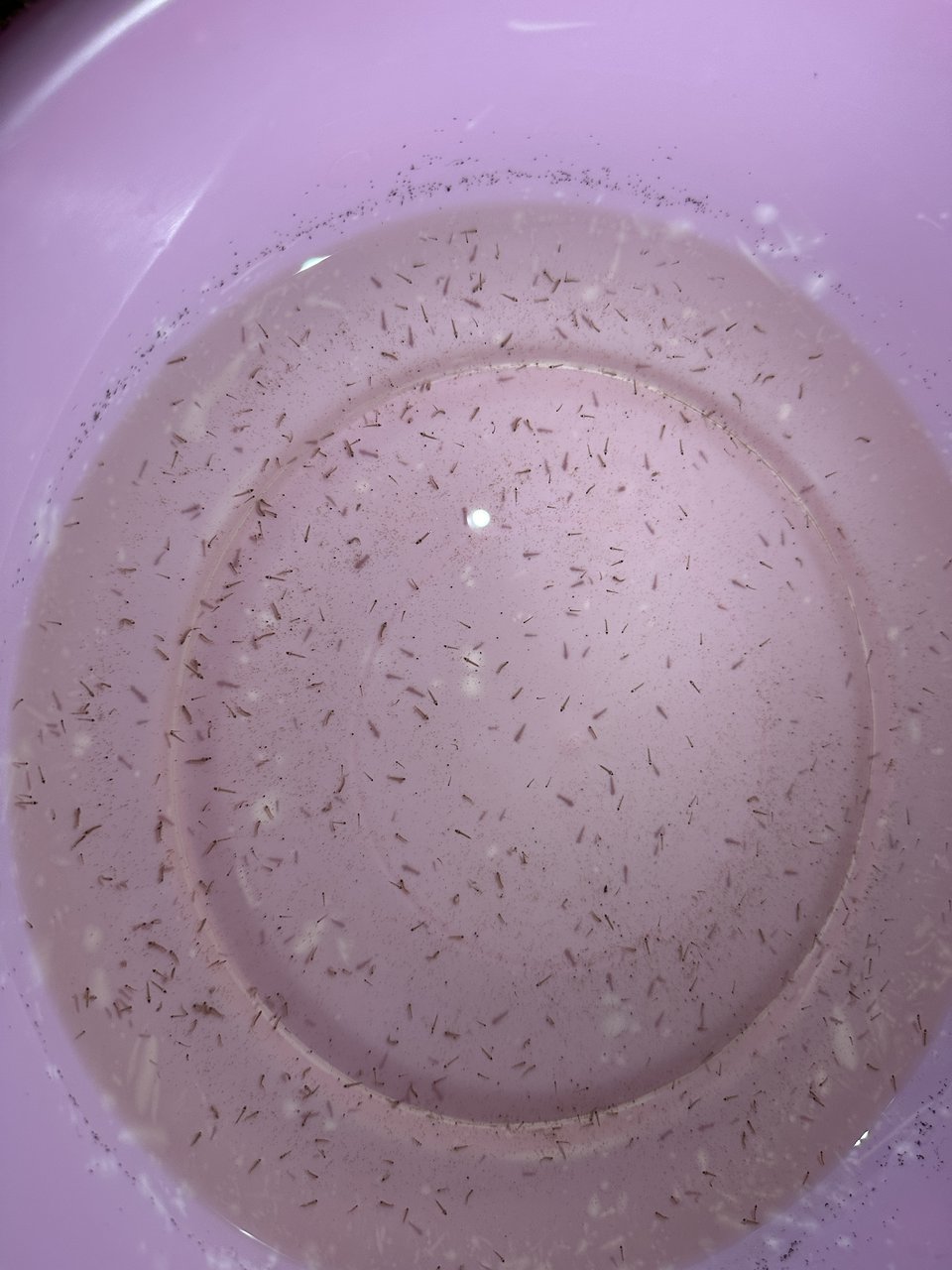 Larvas de mosquito anófeles