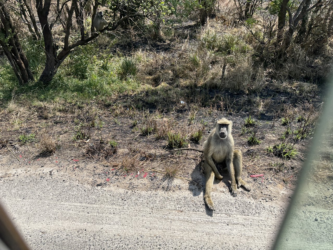 Mono sentado junto a la carretera