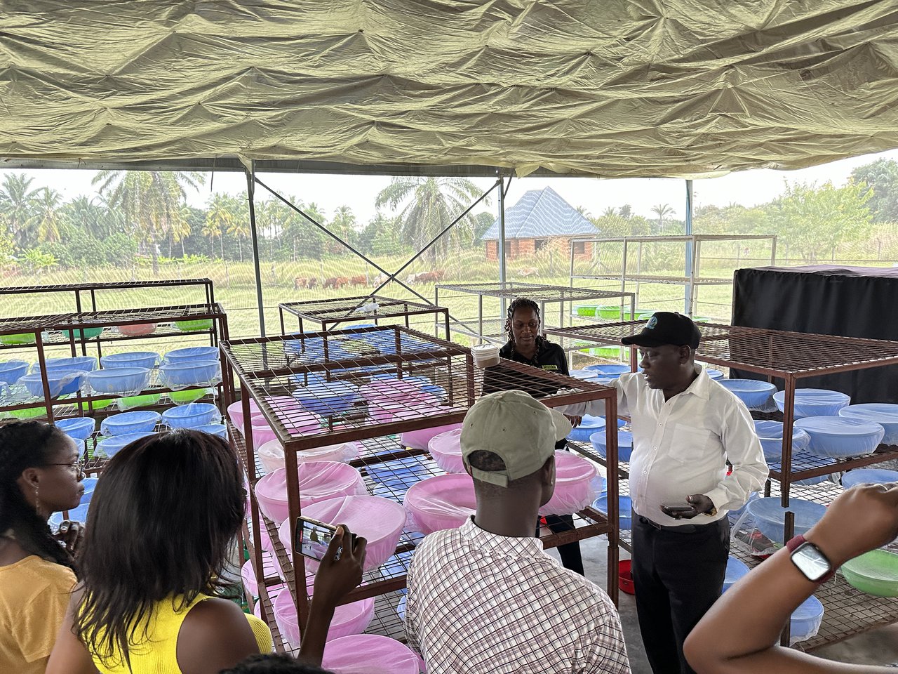 Visita a Mosquito City